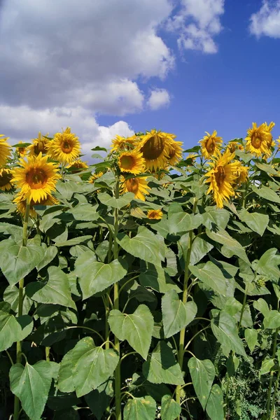 Ukrainian peace.  Sunflower field. Bright sunny day among a field of sunflowers. The flowers of the sunflower.The flowers are like the sun. Sunflower oil.