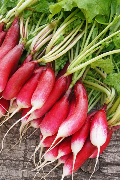 Radishes from Verbiv fields. Natural food from Ukrainian fields. Harvested radishes. Products from the garden.