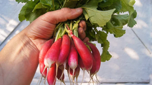 Rábanos Los Campos Verbiv Comida Natural Campos Ucranianos Rábanos Cosechados — Foto de Stock