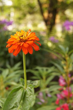 Ukrayna çiçek tarhı. Parlak yaz çiçek bahçesi. Çiçekler ve bitkiler dünyasında. 