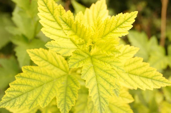 Fleurs Plantes Décoratives Texture Forme Des Feuilles Plantes Dans Nature — Photo