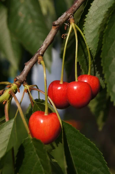 Fruit Berry Garden Berry Planet Ripe Berries Gardens Ukraine Sweet — Stock Photo, Image
