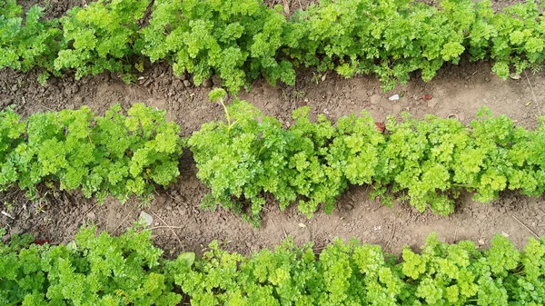 Young parsley. Food from the garden. Green planet. Natural food. Summer time in nature.