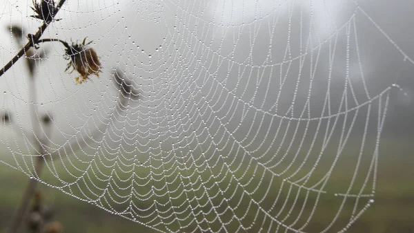 Royaume Des Insectes Dans Monde Des Insectes Rosée Matinale Sur — Photo