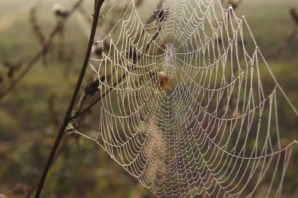 Regno Degli Insetti Nel Mondo Degli Insetti Rugiada Del Mattino — Foto Stock