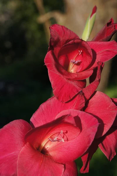 Gladiolo Rojo Brillante Fondo Con Gladiolo Para Teléfonos Tabletas Flores —  Fotos de Stock