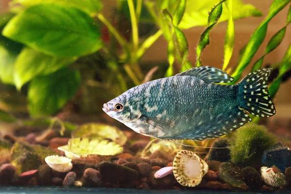 Peixes de aquário estão nadando na água — Fotografia de Stock