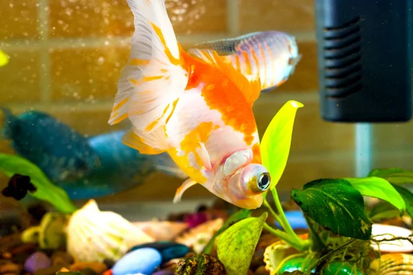 Aquário peixe peixinho está nadando na água com planta verde — Fotografia de Stock