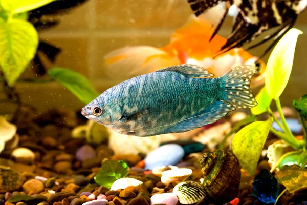 Акваріумна риба плаває у воді з зеленими рослинами позаду — стокове фото