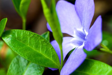 Küçük mavi çiçek ve yaprak yeşil