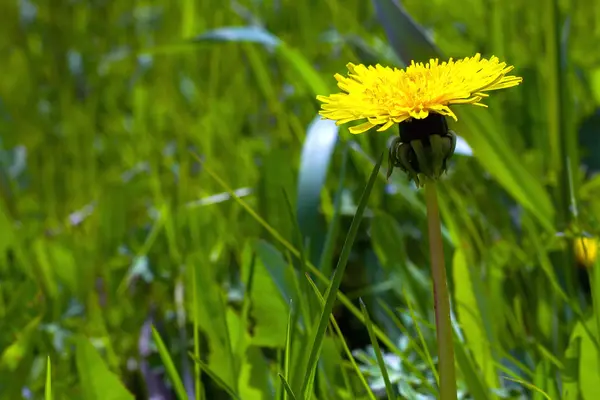 Fiori di tarassaco giallo su erba verde — Foto Stock