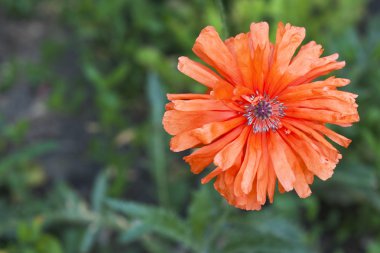 Kırmızı çiçek bulanık arka plan