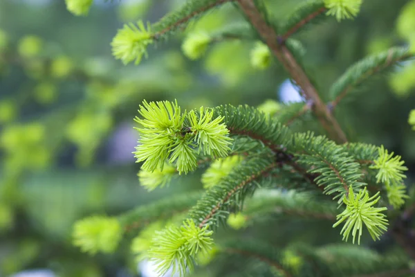 松の木の新鮮な緑色の針のクローズ アップ — ストック写真
