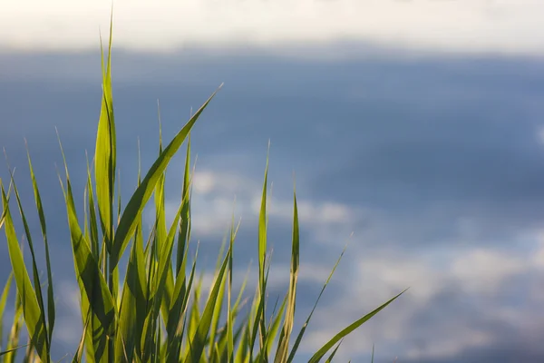Hierba verde y cielo azul fondo borroso — Foto de Stock