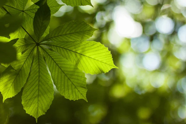 Świeże zielone drzewa kasztanowca liść z niewyraźne tło — Zdjęcie stockowe