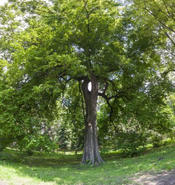 Bir kuş evi starling kutu üstünde o ile büyük yeşil ağaç