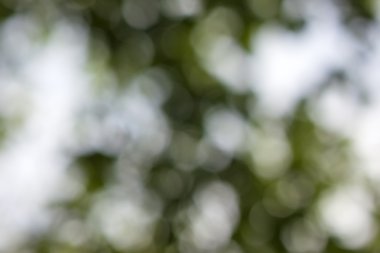 Soyut bokeh yeşil çember arkaplanı