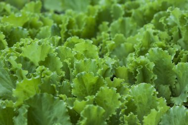 yeşil salata yaprakları arka plan