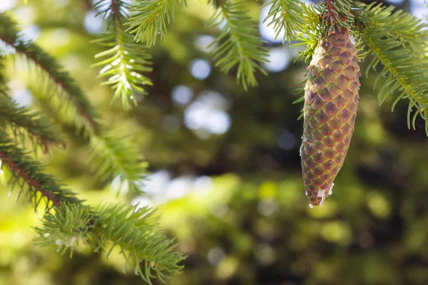 Pine tree cone oleoresin turpentine green blurred background — Stock Photo, Image