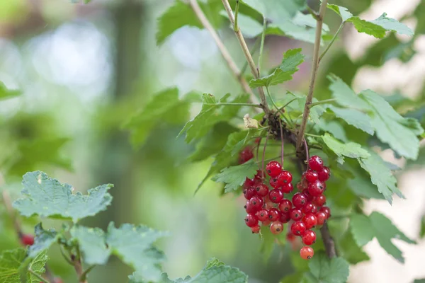 Kleine rote Beeren unter grünen Blättern Nahaufnahme — Stockfoto