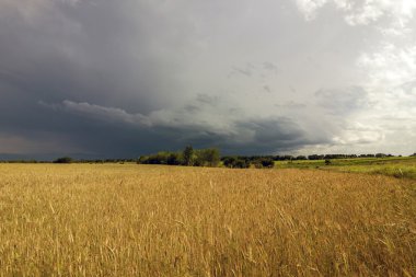 Sarı buğday alan ve fırtınalı yağmur bulutları