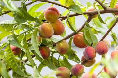Olgun kırmızı ve sarı şeftali dalı