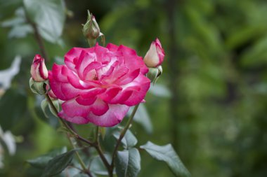 Güzel kırmızı ve beyaz gül çiçek