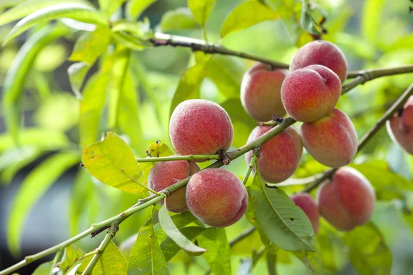 Melocotones rojos y amarillos maduros en rama — Foto de Stock