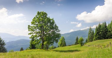 Büyük yeşil ağaç ayakta dağlar çayır çimen