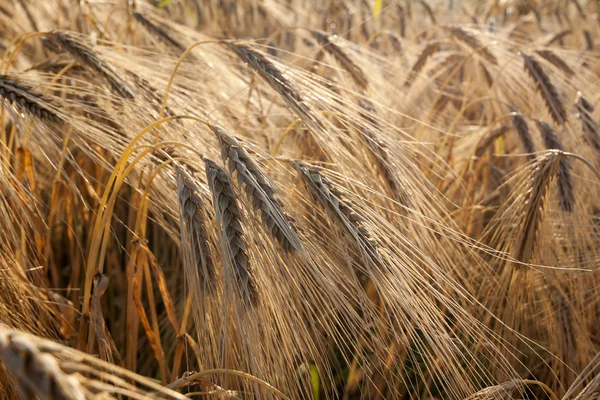 Gele tarwe veld close-up vintage effect — Stockfoto