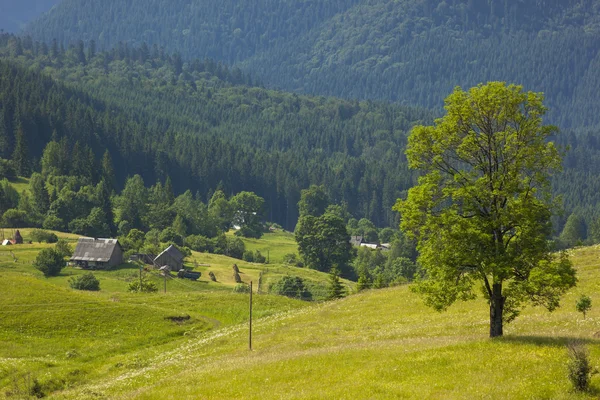 Árvore verde em pé em montanhas azuis e casas de pastores no gr — Fotografia de Stock
