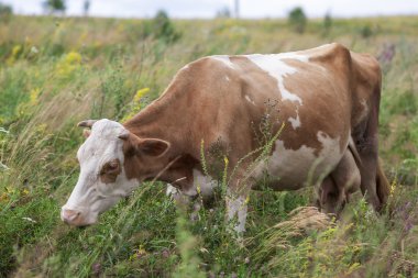 Beyaz ve kahverengi inek yeşil çayır üzerinde