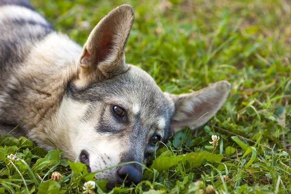 Closeup of a dog laying in grass — Stock Photo, Image