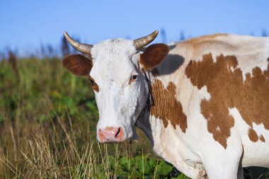 Taze gr inek otlatma ile Karpatlar manzarada yaz