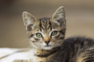 Güzel ciddi görünümlü kedi yavrusu Portrain