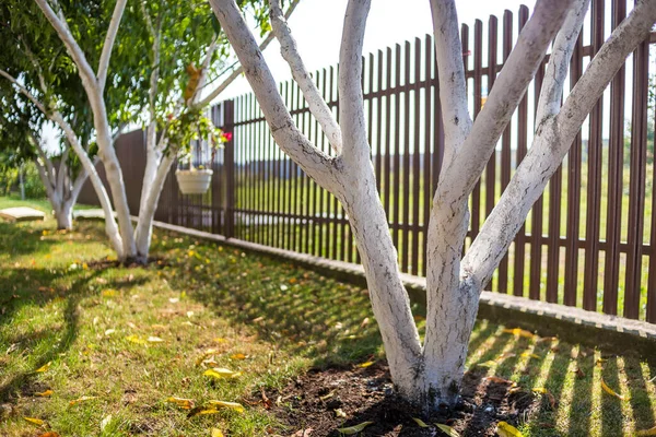 Corteza Blanqueada Árboles Frutales Que Crecen Soleado Jardín Del Huerto — Foto de Stock