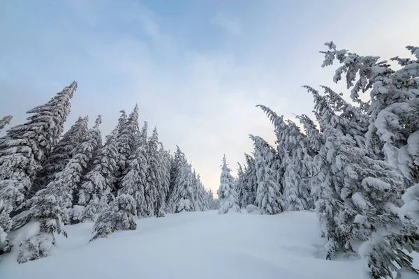 Linda Paisagem Montanha Inverno Árvores Abeto Alto Cobertas Neve Floresta — Fotografia de Stock