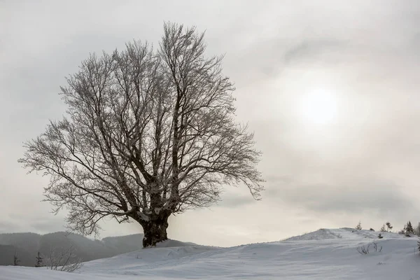 Inverno Paesaggio Bianco Nero Con Grande Albero Nella Neve Profonda — Foto Stock
