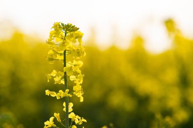 İlkbaharda tarım tarlasında açan sarı kolza tohumu bitkilerinin detaylarını kapat..