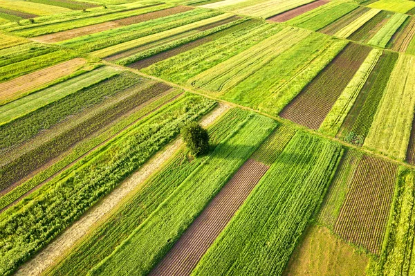 Vista Aérea Uma Única Árvore Crescendo Sozinha Campos Agrícolas Verdes — Fotografia de Stock