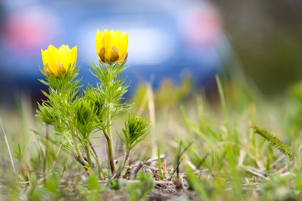 Primer Plano Pequeña Flor Silvestre Amarilla Floreciendo Campo Primavera Verde — Foto de Stock