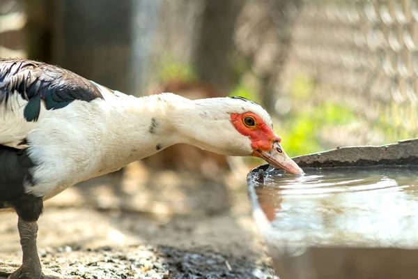 Duck Feed Traditional Rural Barnyard Detail Waterbird Drinking Water Barn — Stock Photo, Image