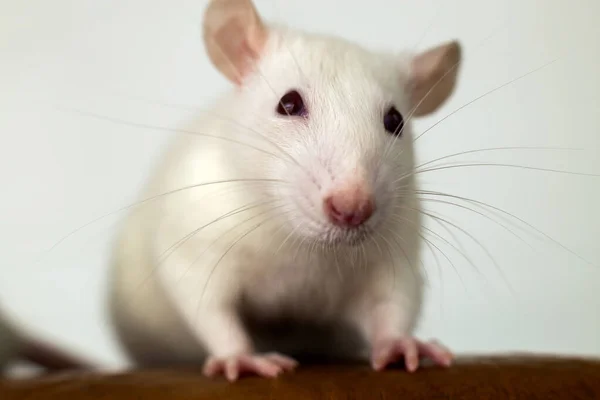Fechar Rato Doméstico Branco Engraçado Com Bigodes Longos — Fotografia de Stock