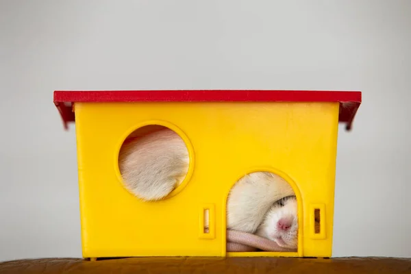 Крупный План Смешной Белой Домашней Крысы Длинными Усами Спящей Жёлтом — стоковое фото