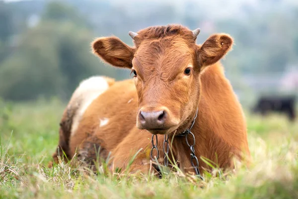 Brown Milk Cow Grazing Green Grass Farm Grassland — Stock Photo, Image