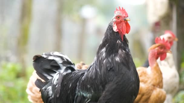 Dia Memakan Barnyard Desa Tradisional Dekat Dengan Ayam Halaman Gudang — Stok Video