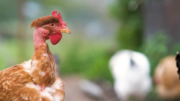 Κοτόπουλο Που Τρέφονται Παραδοσιακή Αγροτική Αυλή Κότες Στην Αυλή Του — Αρχείο Βίντεο