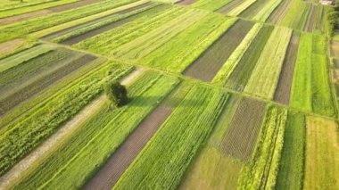 Tohum ekme mevsiminden sonra taze bitki örtüsüyle ilkbaharda yeşil tarım alanlarının havadan görünüşü.