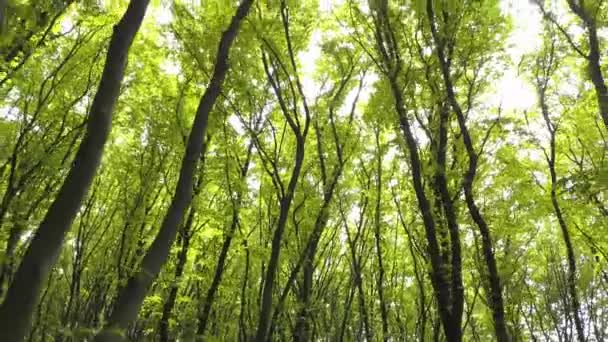 Gęsty Zielony Letni Las Wieloma Wysokimi Drzewami Porannym Słońcem — Wideo stockowe