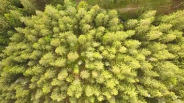 Yeşil çam ormanlarının havadan görünüşü yaz dağlarında çam ağaçlarından gölgeler..